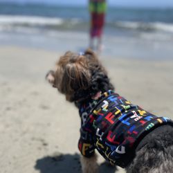 Designer Dog Gear
