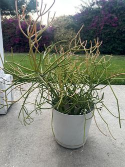 Fire stick plant