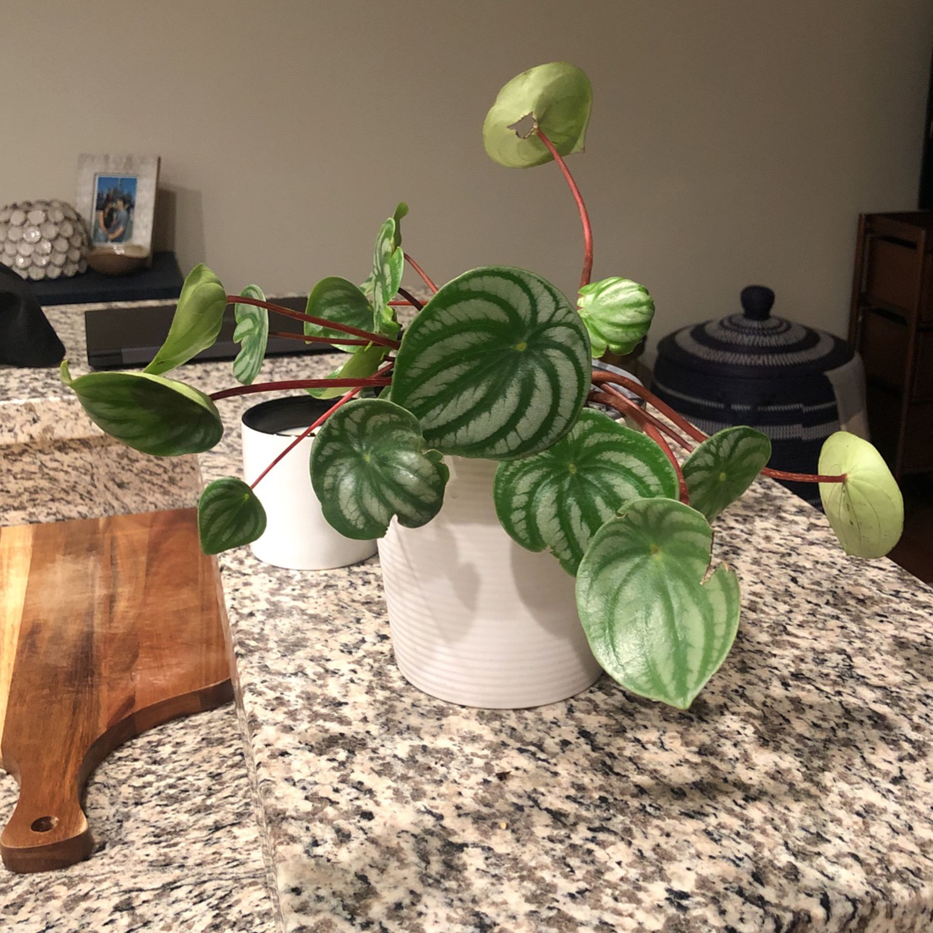 Watermelon Peperomia Plant For Sale
