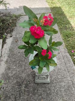 Crown 👑 of thorns corona de espinas plant