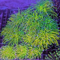 HG Holy Grail Torch Fake Coral Decorations Corals Marine Aquarium Fish Tank