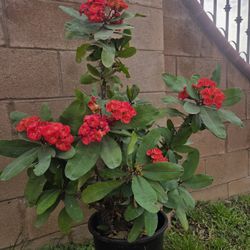 Corona De Cristo Plant 