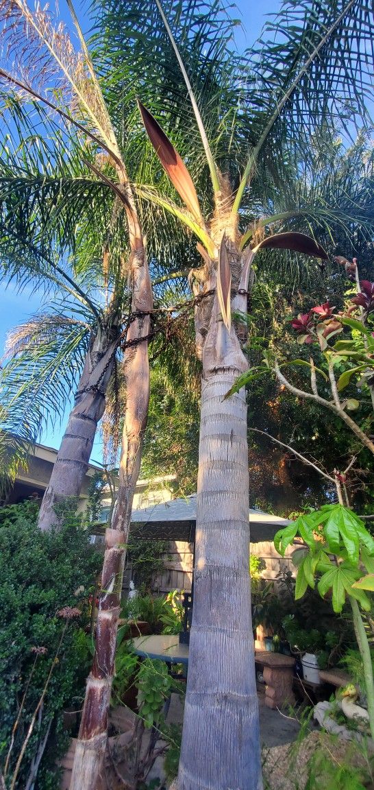Palm Trees They Are Free