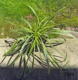 Healthy & Lush Variegated Spider Plant (Chlorophytum comosum)