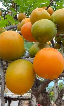 Ciruela amarilla plantas