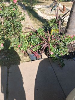 Plantz