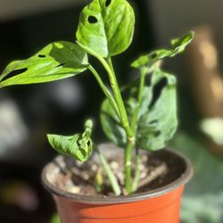 Monstera Adansonii $5