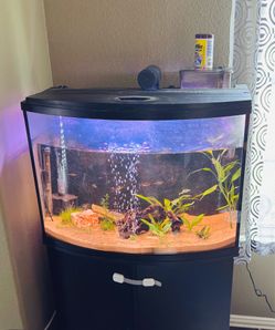 Moving sale - 30 Gallon Aquarium Setup w/ Stand, Live Plants & Fish