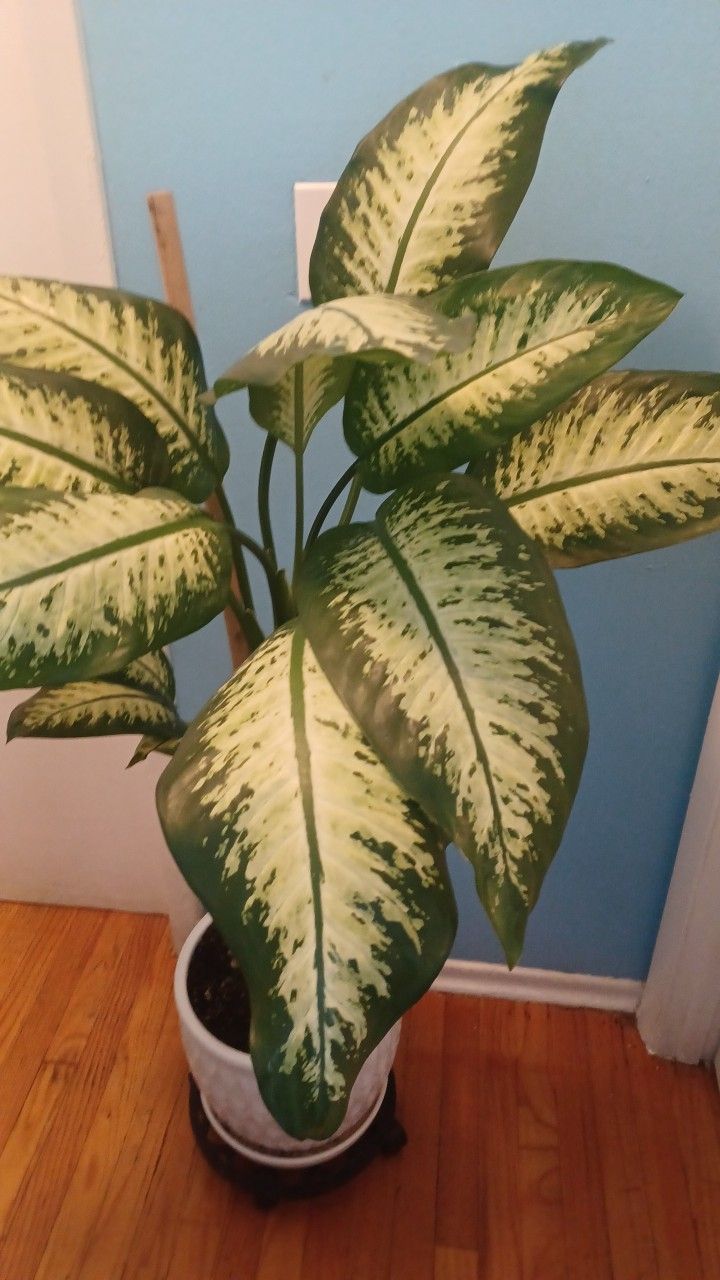 Plant