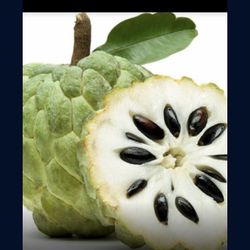 Sugar Apple Annona Squamosa Starter Sweet Pineapple Seedling Plant 1 Gallon Tree In 1 Gallon Pot Self Pollinator