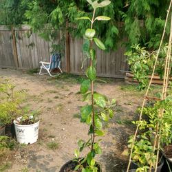 4 ft Fejioa citrus bush. Houseplant/ Garden plant