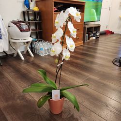 28" tall Just Add Ice Premium White Phalaenopsis Orchid, elegant white blooms with a yellow center, real plant not artificial