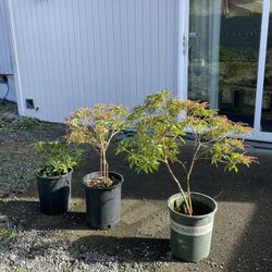 Japanese andromeda shrubs $5 each