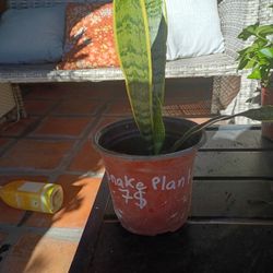 Snake Plant