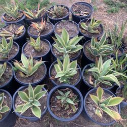 Agave Plants