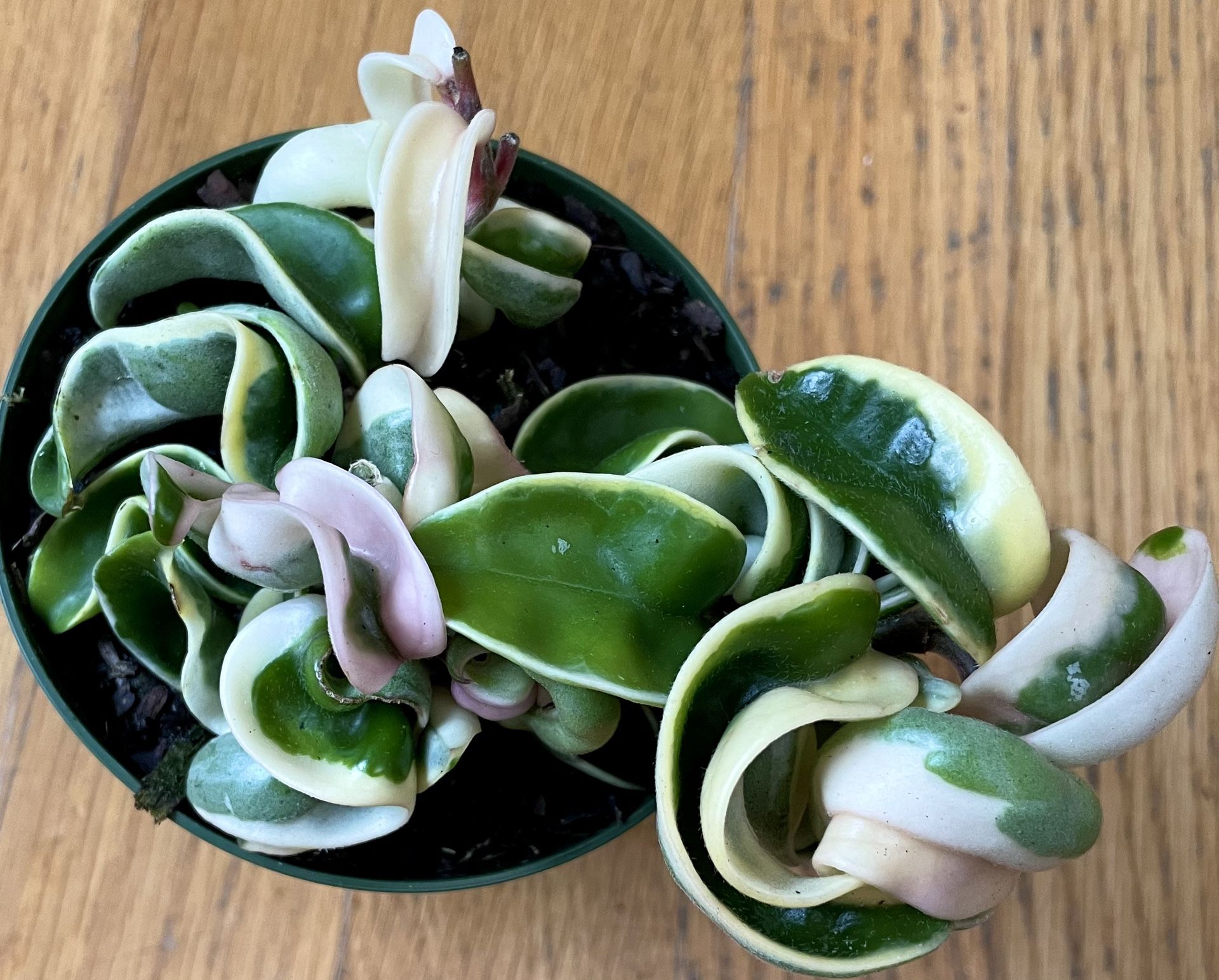 Rare Variegated Hoya Hindu Rope / NonToxic / Free Delivery Available for Sale in Seattle, WA