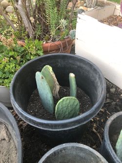 4 PADS EDIBLE CACTUS, 4 PENCAS DE NOPAL DE TUNAS EN EL BOTE