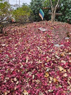 Leaf clean ups