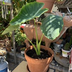 Beautify Healthy Plant In  Clay Pot  Size Is 14 Round X 12.5 Tall. 