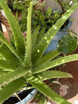 Aloe Vera Plant/ Keikis Too 