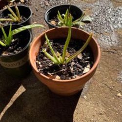 Aloe Vera Plant 