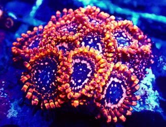 Utter Chaos Zoa 