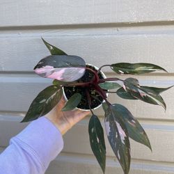 4” Pink Princess Philodendron