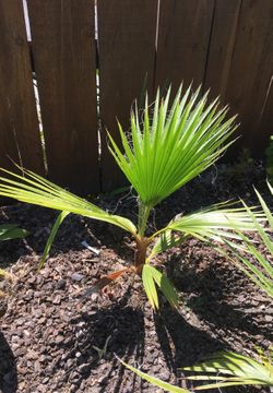 Baby palm tree