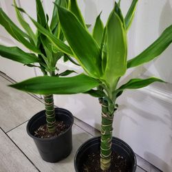 🌿Healthy Live Air Purifying Houseplant Dracaena 18"Tall In Pot 4" ~ Easy To Grow ~ $15/Ea 