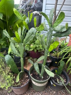 plantas de nopal