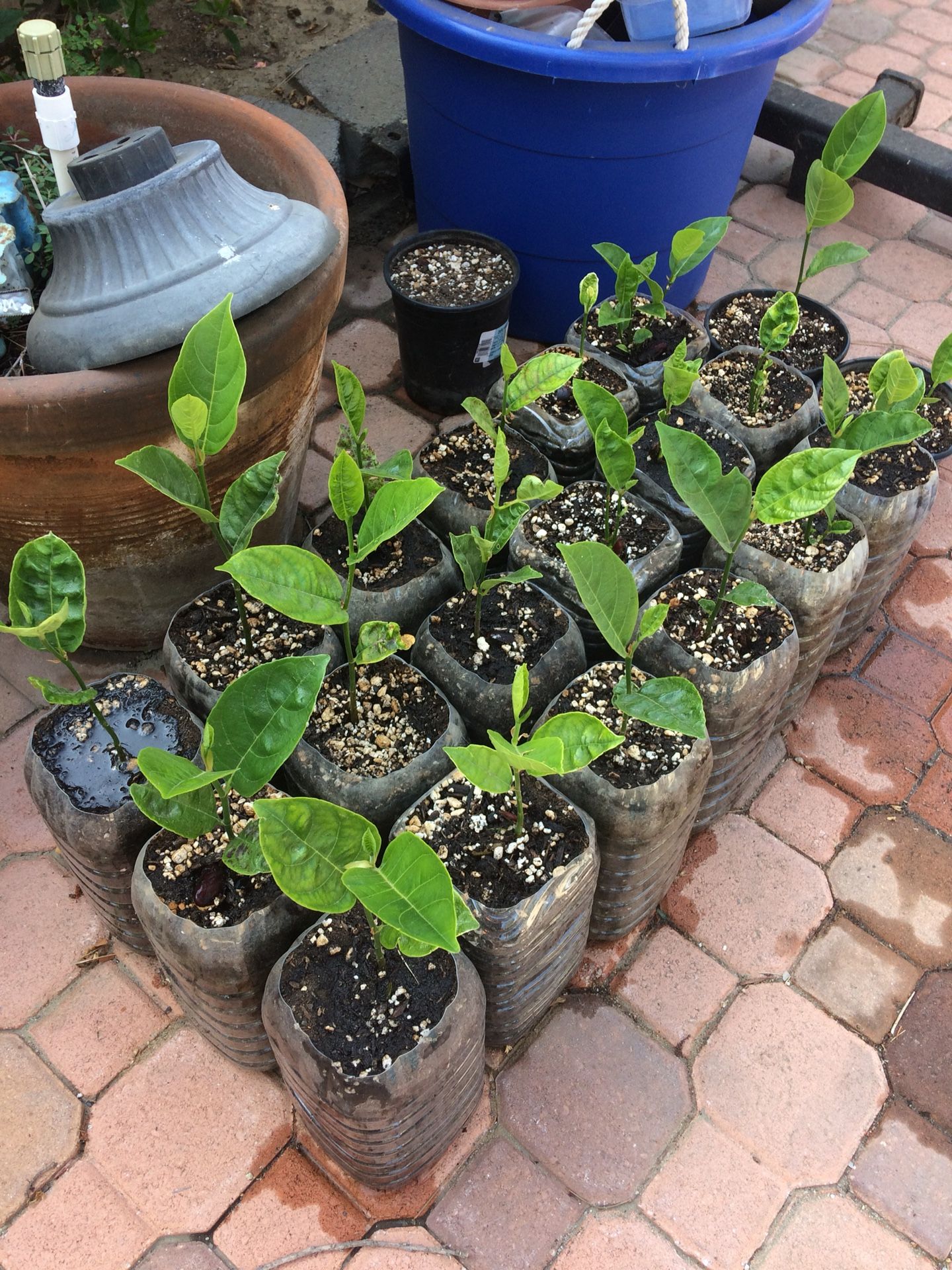 Jackfruit Trees! for Sale in Ontario, CA OfferUp