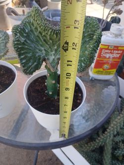 Mermaid Tail Cactus