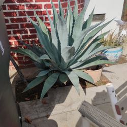 Agave O