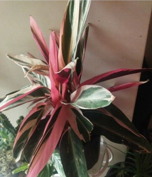 Stromanthe Ginger Plants