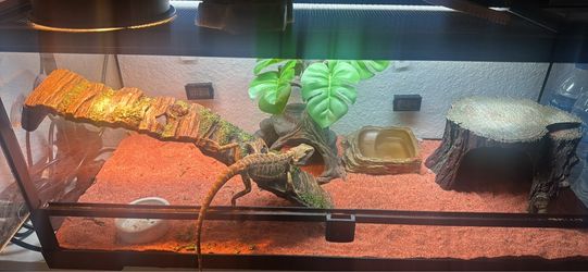 Reptile Terrarium Tank Setup with Accessories