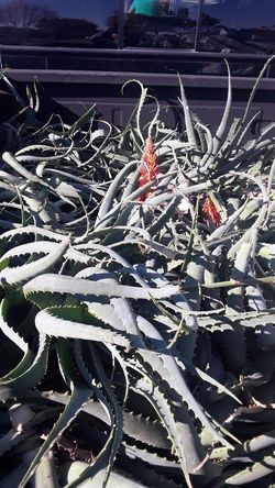 Aloe vera plants