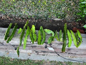 Dragonfruit cuttings (white inside)