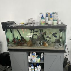 Fish Tank 
