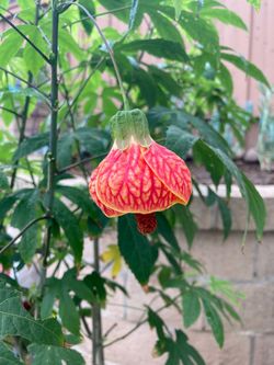 Abutilon ‘Tiger Eye’ Chinese Lantern Plant In 1 Qt Nursery Pot