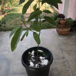 Avocado Tree