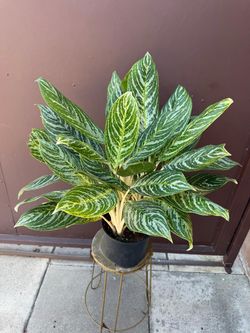 8” aglaonema golden madonna
