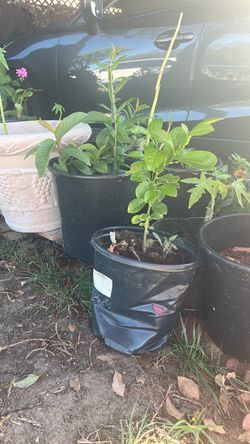 Growing lemon yellow