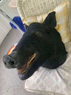 Taxidermy Wild Boar Head!! $250 Obo!! 