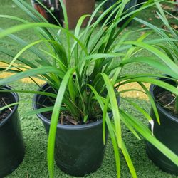 $4 QT liriope super Blue plant 