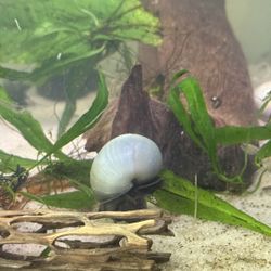 Giving Away Mystery Snails