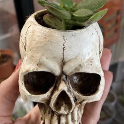 Skull Succulent Planter House Plant