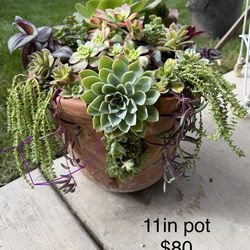 Beautiful Succulent planter