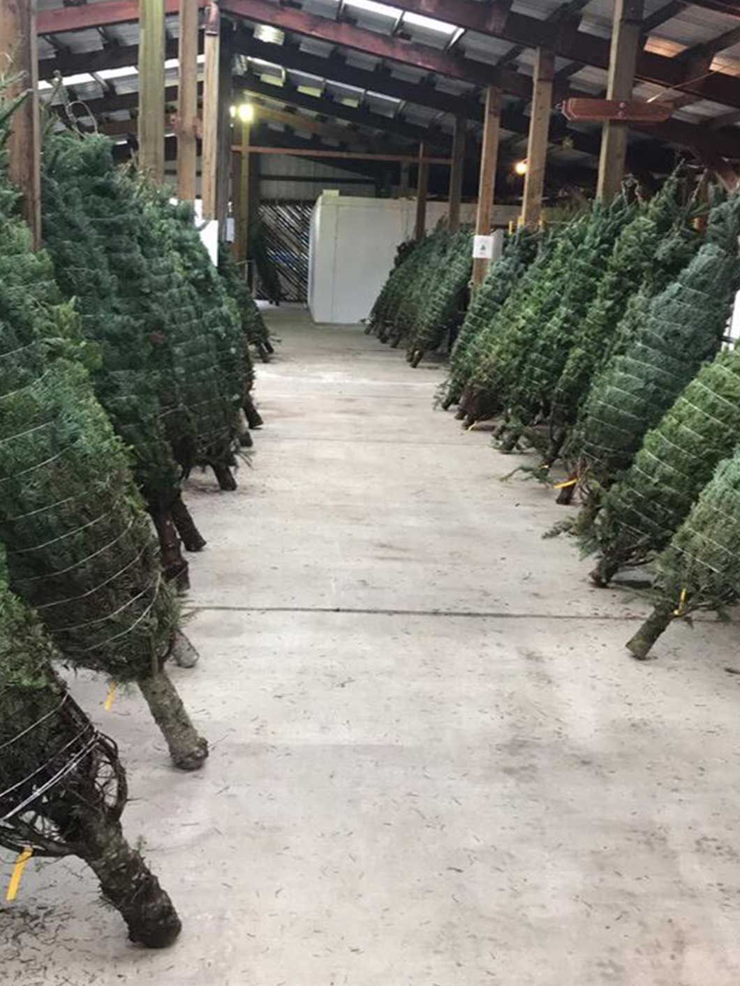 Christmas Tree Delivery & Set Up