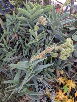 Ready To Flower Propeller $3 Cutting About 10 In.