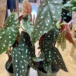 Polkadot maculata Begonias 14”-18” 